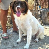 DORIAN - ausgeglichener Hundebub......, Hund zur Adoption