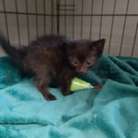 Mini, kot do adopcji