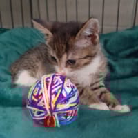 Maxi, kot do adopcji