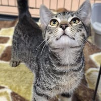 Nanu, kotka do adopcji