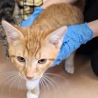 Ned, kot do adopcji