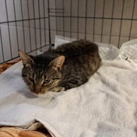 Batman, kot do adopcji
