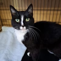 Dolores, kotka do adopcji