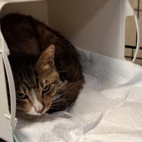 Lotos, kot do adopcji
