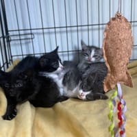 Baku, kot do adopcji