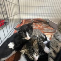 Duszka, kotka do adopcji