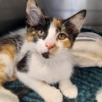 Lawenda, kotka do adopcji