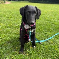 Kuschelbär 💕Yannik💕 sucht sein Zuhause, Hund zur Adoption