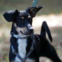 Dex sucht seine Menschen, Hund zur Adoption