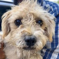 Kleine Wuschel Hündin,  1 Jahr, Hündin zur Adoption