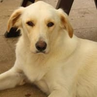 Oreo auf Pflegestelle in Hessen, Hund zur Adoption