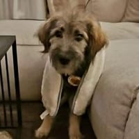 Knopfauge Cedric sucht dich!, Hund zur Adoption