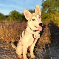 💕Skadi💕 sucht eine liebe Familie🐾💕🐾, Hündin zur Adoption