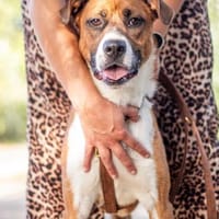 Mister Berci, offener Knuddelbär, ca. 1J, Hund zur Adoption