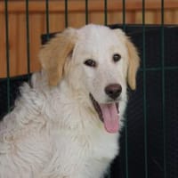 Möchten Sie Pappo ein Zuhause geben?, Hund zur Adoption