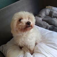 MINI, chienne à adopter