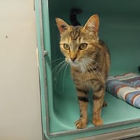 pab27841 Yashi, chatte à adopter