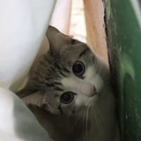 Si, chat à adopter