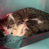 THOR, chat à adopter