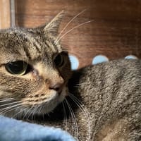 EVEREST, chatte à adopter