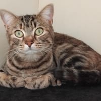 Tagada PAB27966, chatte à adopter