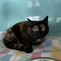 Malya, chatte à adopter