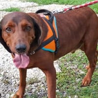 TOBY, chien à adopter