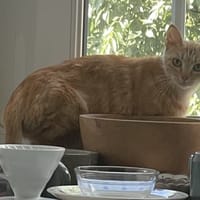 Caddie, chatte à adopter