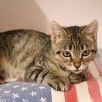 AMBROSE, chat à adopter