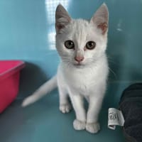 Cliff, chat à adopter