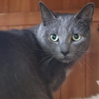 Lucifer, chat à adopter