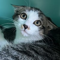 ELLIOTT, chat à adopter