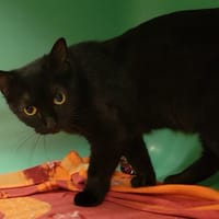 PAB27721 Vegas, chatte à adopter