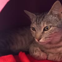 Una, chatte à adopter