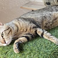 PEDRO, chat à adopter