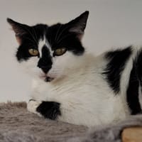OTTAWA, chatte à adopter