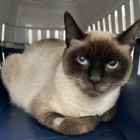 NEPTUNE, chatte à adopter