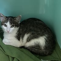 OLIVER, chat à adopter