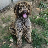 BOB, chien à adopter