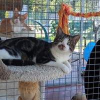 PSYCHE PAB27838, chat à adopter