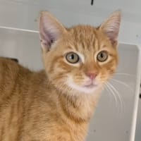 Filou Réservé, chat à adopter