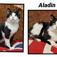 ALADIN, chat à adopter