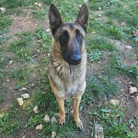 GINO, chien à adopter