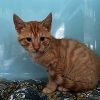 Mistigrou, chat à adopter