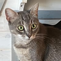 ELISA, chatte à adopter