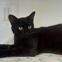 LOULOU, chatte à adopter