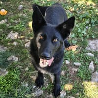 SHAKIRA, chienne à adopter