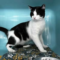 Jilou, chat à adopter