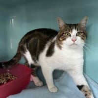 Many, chat à adopter