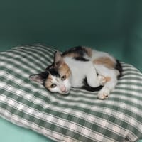 ALETHEE PAB27832, chatte à adopter
